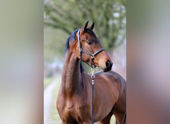 Westfaliano, Caballo castrado, 4 años, 172 cm, Castaño