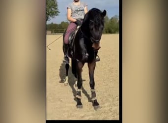 Westfaliano, Caballo castrado, 4 años, 172 cm, Castaño oscuro
