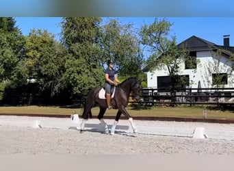 Westfaliano, Caballo castrado, 4 años, 172 cm, Castaño oscuro