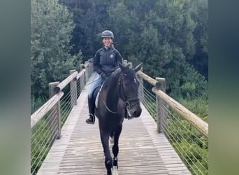 Westfaliano, Caballo castrado, 4 años, 172 cm, Castaño oscuro