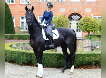 Westfaliano, Caballo castrado, 4 años, 172 cm, Negro