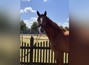 Westfaliano, Caballo castrado, 4 años, 173 cm, Alazán