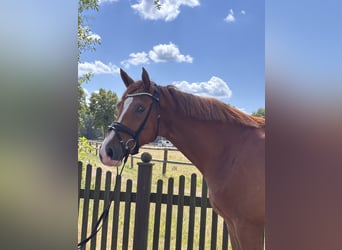 Westfaliano, Caballo castrado, 4 años, 173 cm, Alazán