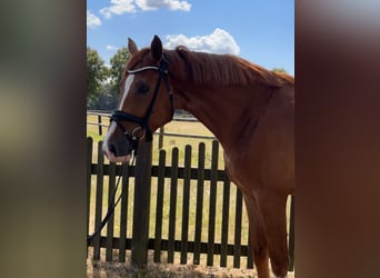 Westfaliano, Caballo castrado, 4 años, 173 cm, Alazán
