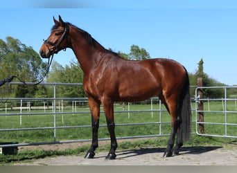 Westfaliano, Caballo castrado, 4 años, 173 cm, Castaño