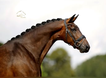 Westfaliano, Caballo castrado, 4 años, 173 cm, Castaño