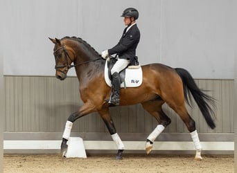 Westfaliano, Caballo castrado, 4 años, 173 cm, Castaño