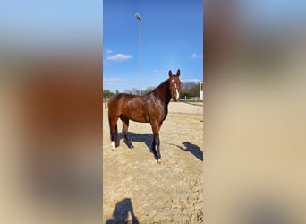 Westfaliano, Caballo castrado, 4 años, 173 cm, Castaño