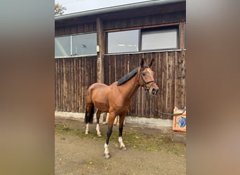 Westfaliano, Caballo castrado, 4 años, 173 cm, Castaño