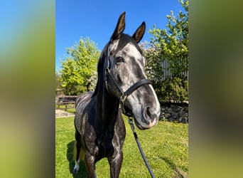 Westfaliano, Caballo castrado, 4 años, 173 cm, Tordo rodado