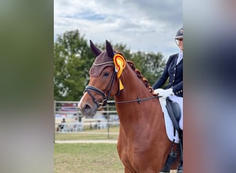 Westfaliano, Caballo castrado, 4 años, 174 cm, Alazán