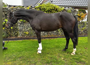 Westfaliano, Caballo castrado, 4 años, 174 cm, Castaño oscuro