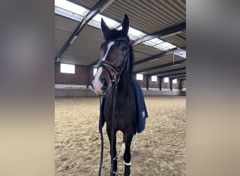 Westfaliano, Caballo castrado, 4 años, 174 cm, Castaño oscuro