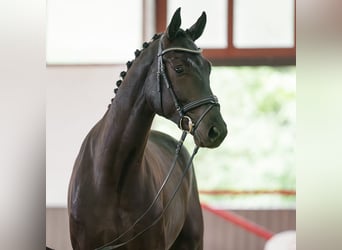 Westfaliano, Caballo castrado, 4 años, 174 cm, Morcillo