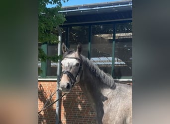 Westfaliano, Caballo castrado, 4 años, 174 cm, Tordo