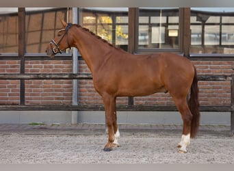 Westfaliano, Caballo castrado, 4 años, 175 cm, Alazán