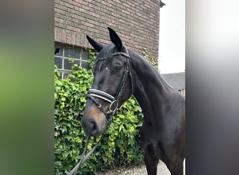 Westfaliano, Caballo castrado, 4 años, 175 cm, Morcillo
