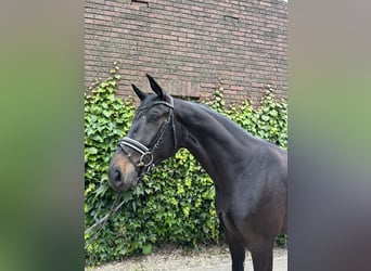 Westfaliano, Caballo castrado, 4 años, 175 cm, Morcillo