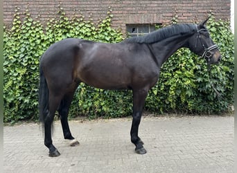 Westfaliano, Caballo castrado, 4 años, 175 cm, Morcillo