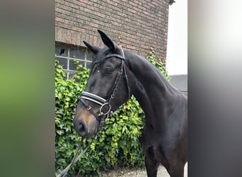 Westfaliano, Caballo castrado, 4 años, 175 cm, Morcillo