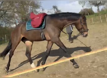 Westfaliano, Caballo castrado, 4 años, 176 cm, Castaño