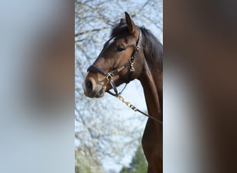 Westfaliano, Caballo castrado, 4 años, 176 cm, Castaño