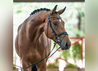 Westfaliano, Caballo castrado, 4 años, 176 cm, Castaño