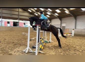 Westfaliano, Caballo castrado, 4 años, 176 cm, Morcillo