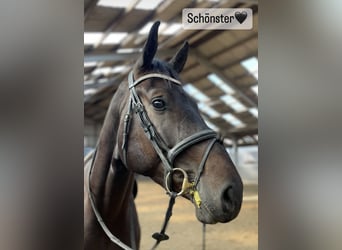 Westfaliano, Caballo castrado, 4 años, 176 cm, Morcillo