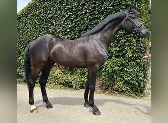 Westfaliano, Caballo castrado, 4 años, 176 cm, Negro