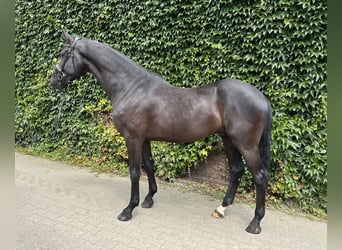 Westfaliano, Caballo castrado, 4 años, 176 cm, Negro