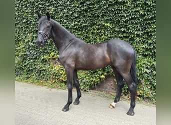 Westfaliano, Caballo castrado, 4 años, 176 cm, Negro