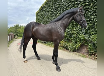 Westfaliano, Caballo castrado, 4 años, 176 cm, Negro