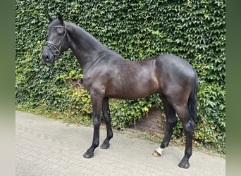 Westfaliano, Caballo castrado, 4 años, 176 cm, Negro