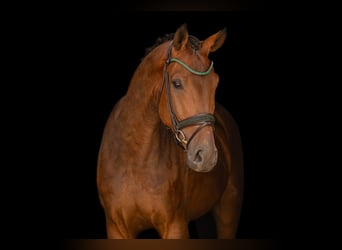 Westfaliano, Caballo castrado, 4 años, 177 cm, Castaño