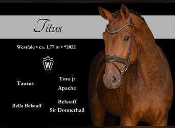Westfaliano, Caballo castrado, 4 años, 177 cm, Castaño