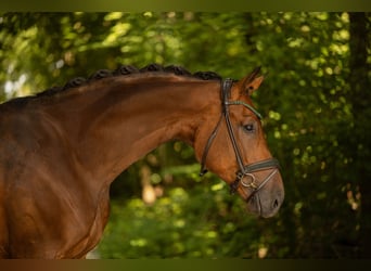 Westfaliano, Caballo castrado, 4 años, 177 cm, Castaño