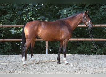 Westfaliano, Caballo castrado, 4 años, 177 cm, Castaño