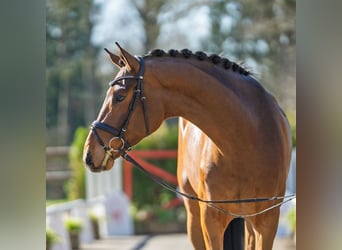 Westfaliano, Caballo castrado, 4 años, 178 cm, Castaño