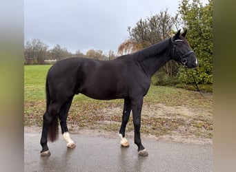 Westfaliano, Caballo castrado, 4 años, 178 cm, Morcillo