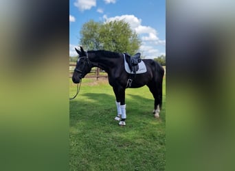 Westfaliano, Caballo castrado, 4 años, 180 cm, Morcillo