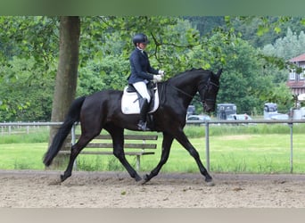 Westfaliano, Caballo castrado, 4 años, 183 cm, Negro