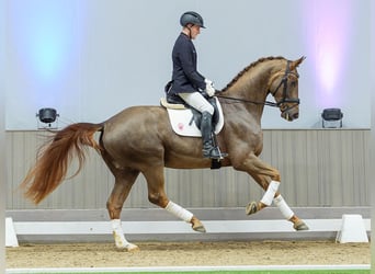 Westfaliano, Caballo castrado, 4 años, Alazán-tostado