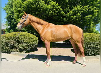 Westfaliano, Caballo castrado, 4 años, Alazán