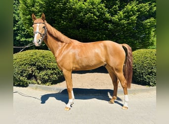 Westfaliano, Caballo castrado, 4 años, Alazán
