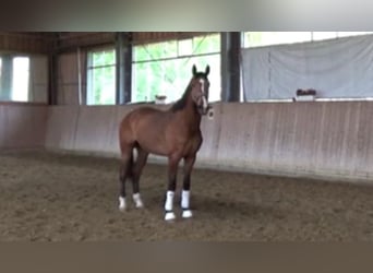 Westfaliano, Caballo castrado, 4 años