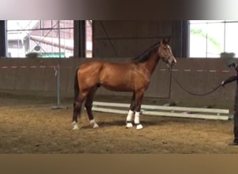Westfaliano, Caballo castrado, 4 años