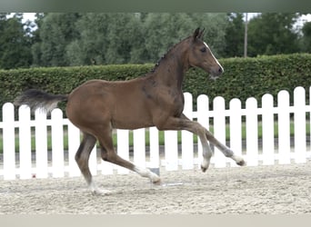 Westfaliano, Caballo castrado, 4 años, Castaño