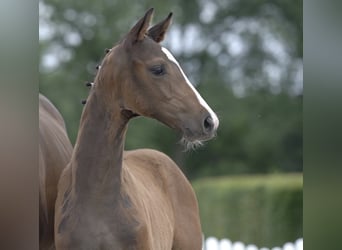 Westfaliano, Caballo castrado, 4 años, Castaño