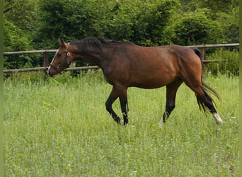 Westfaliano, Caballo castrado, 4 años, Castaño